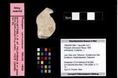 Foto (Objekt + Etikett) von Prosopon verrucosum (Reuss, 1858)  (NHMW-GEO-1990-0041-3961)